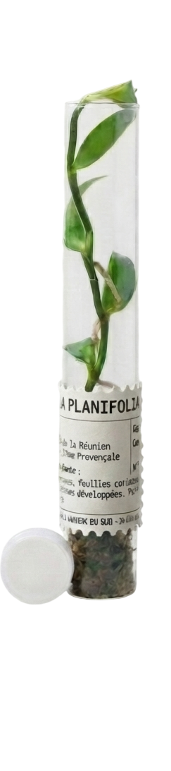 Vanilla planifolia