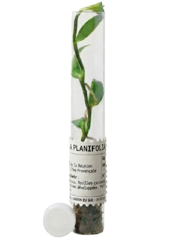 Vanilla planifolia